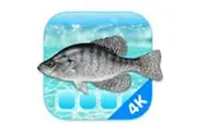 Aquarium 4K – Live Wallpaper 1.1.0 Mac破解版 - 水族馆4K动态屏幕活墙纸-wklan资源馆